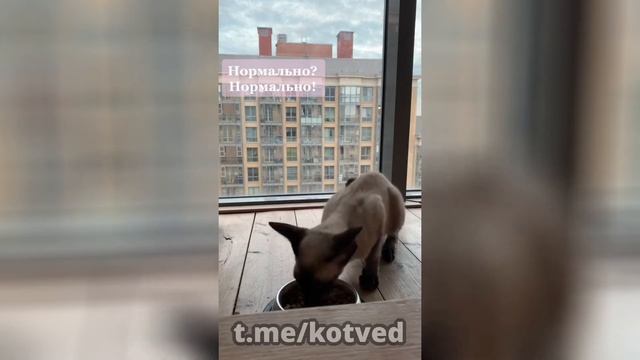 Видеонарезка "Говорящие кошки" смотреть онлайн