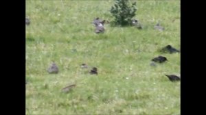 Black-winged Pratincole