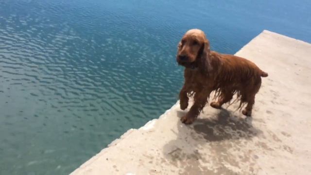 Люся нырок смотреть онлайн