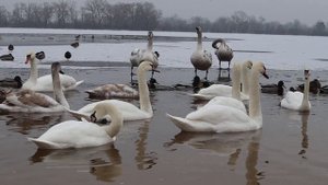 Дикая природа , Лебеди !