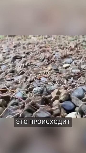 Многоножки бегут из лесов Тайваня: что происходит? #maratnews смотреть онлайн