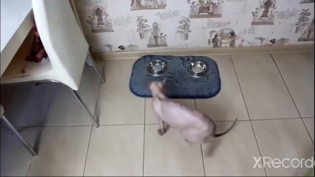 лысая киска опьди над смотреть онлайн