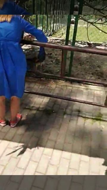 Голос павлина. Сочи сегодня. Дендрарий.