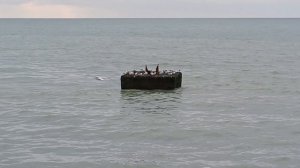 чайки 🐦 перед обедом 😃