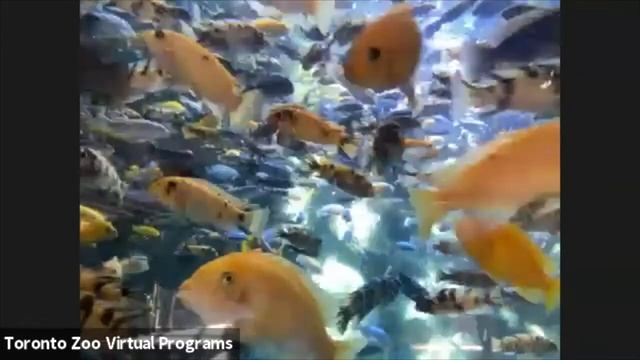 Virtual Tour of the African Rainforest with Toronto Zoo! смотреть онлайн