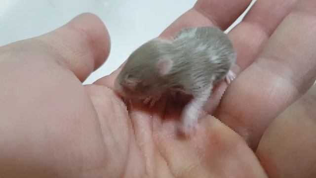 Рыжкины малютки 2 серия есть цвет Хаки! (KeyGen Music 8BIT track) смотреть онлайн