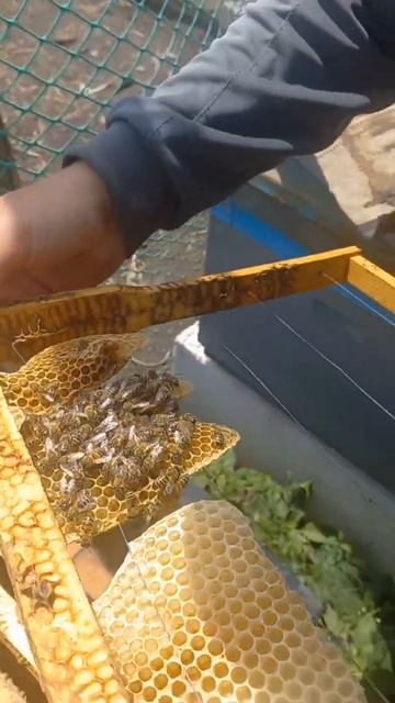 размножаю семьи пчел, проверяем второй отводок смотреть онлайн