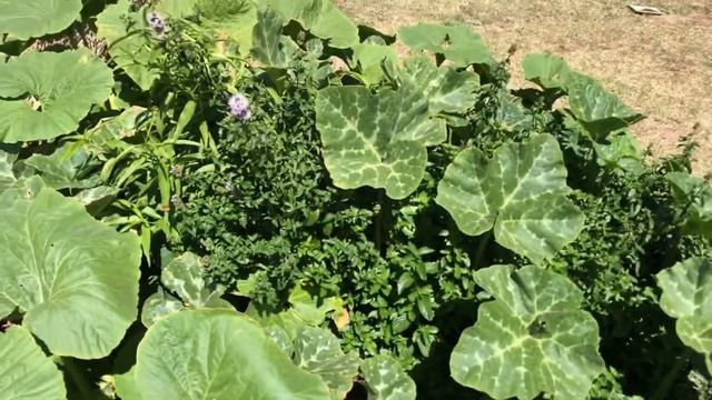 MY SPECIAL FRIEND GARDEN TOUR | VEGETABLE GARDEN, SUCCULENTS AND INDOOR PLANTS | PINAY IN 🇦🇺 смотреть онлайн