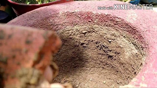 How to grow and care begam bahar/Tibouchina/ princess flower plant смотреть онлайн