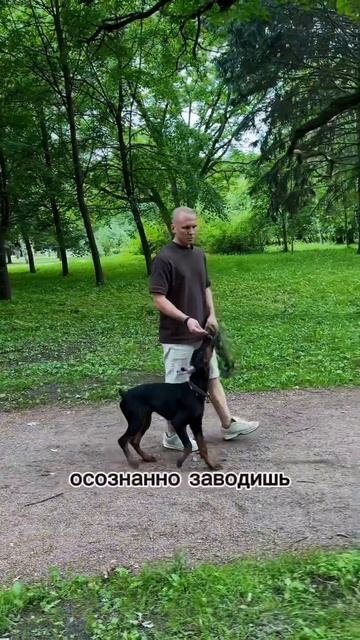 #собака #dobermanplanet #doberman #доберман #собаки #кинолог #животные #собаководы #щенок #топ смотреть онлайн