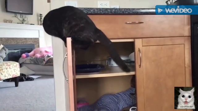 Забавные животные 2 смотреть онлайн