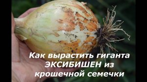 Как вырастить лук-гигант сорта Эксибишен из семян "чернушки" в новом сезоне