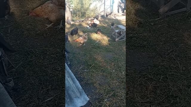 Одноразова, дешева обробка курей від гельмінтів та вошей ‼️ Раджу всім ‼️ смотреть онлайн