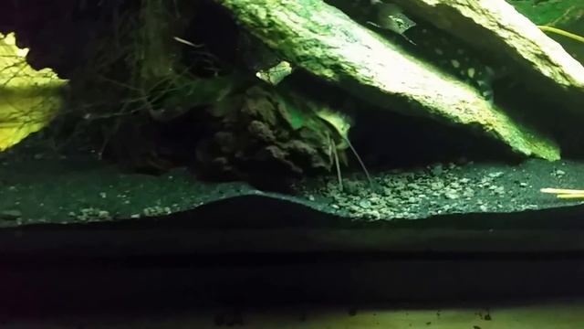 Green Giant Anglefish, Moonlight Gourami, And Loaches смотреть онлайн