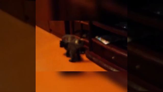 Котята играют в футбол😂😂 смотреть онлайн