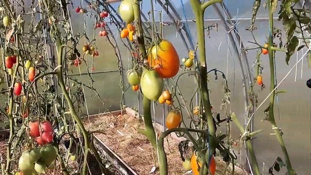 Завершили сбор томатов смотреть онлайн