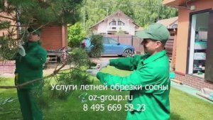 Услуги летней обрезки сосны на даче. Выезд Агрономов по Москве и области. Звоните и заказывайте!