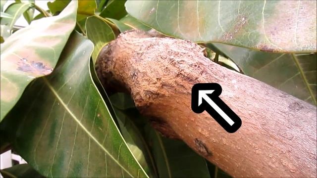 Mango Tree with Three Strains (Multi Grafted) смотреть онлайн