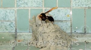 Potter wasp checks finished pot #13, Malaysia. 66403.uhd