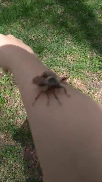 Майский жук увидите, своими глазами смотреть онлайн