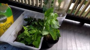 Super size hydrangea propagation from cutting