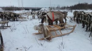 Поселок. Ханымей!!!