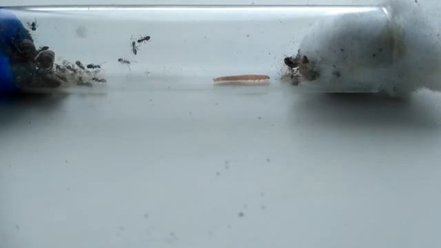 чужак у муравйов Lasius niger смотреть онлайн