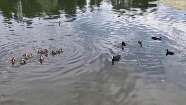 Огари и лысухи смотреть онлайн