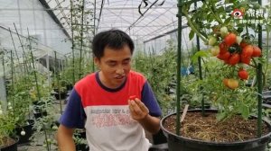 Grappoli D'Inverno Tomato Review