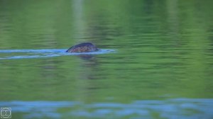 Bird Photo & Video Nikon Z6ii - 180-600