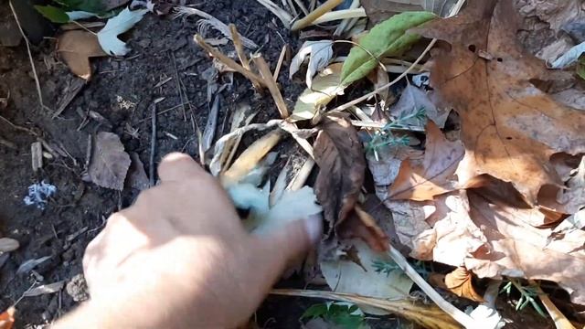 Quick Clip: Easy Autumn Hosta Care 🌱✂️ • Growing Home Gardening