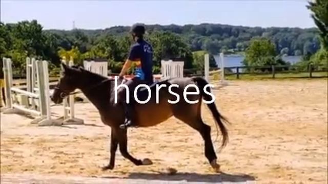 Maryland State Pride Video Project EF #efmaryland #efexchangestories #efclassof19 смотреть онлайн