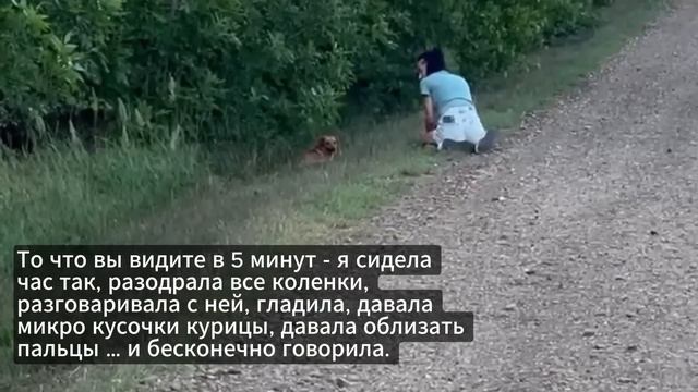 Сидит в траве - трясется 😞 #помощьбездомнымживотным #собакасисторией #непокупайприюти