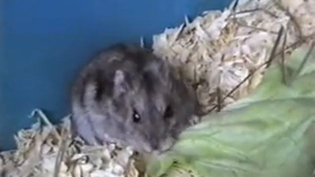 Dsungaren mit Salat смотреть онлайн