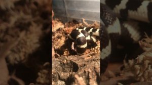 California king snake eating part 1