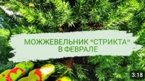 МОЖЖЕВЕЛЬНИК "СТРИКТА" В ФЕВРАЛЕ. 2.02.2024г.