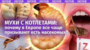 Под хруст сверчковой булки: как насекомые в Европе официально стали едой?