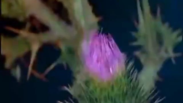 Творіння Боже смотреть онлайн