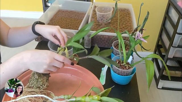Repotting marathon Part 2 - moving 5 orchids from organic media to leca смотреть онлайн