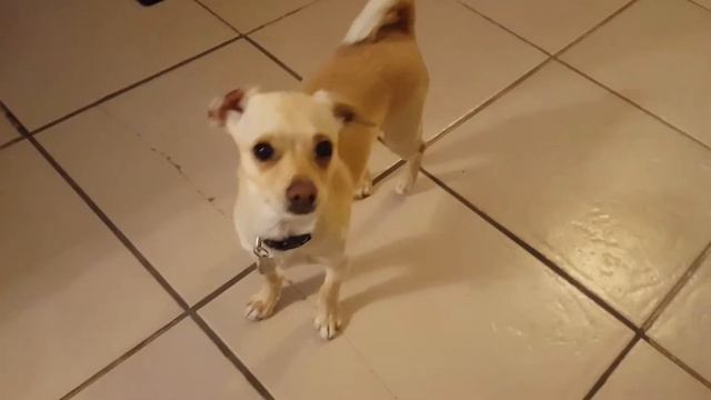 Kodi's back leg has medial luxating patella смотреть онлайн