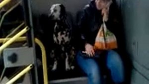 Собака в троллейбусе, Украина донецк