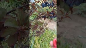 Слива Цыганочка