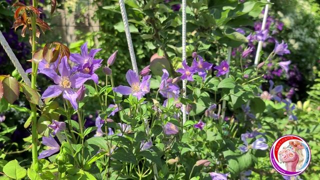 Лекция Питание растений. Минеральные и органические удобрения. Встреча со студентами в саду. смотреть онлайн