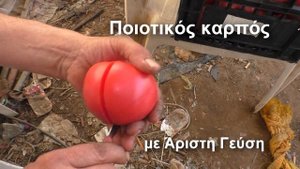 Best Pink Tomato - In the world | Winter edition