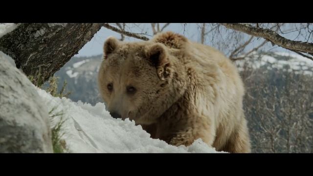 Terre des Ours - clip "Kamchatka" de Cécile Corbel смотреть онлайн