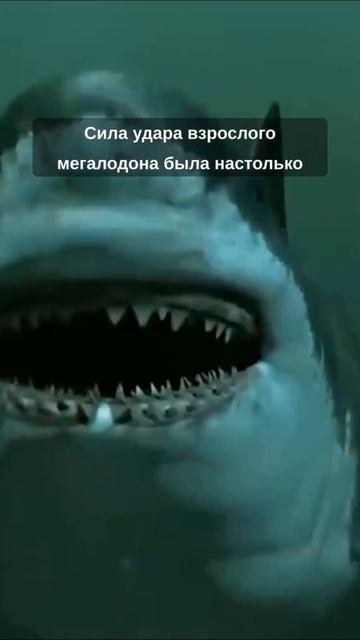 Мегалодон выжил? #история #history #интересно #факты смотреть онлайн