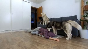 Huskies Jumped On Me! My Dogs React to Fake Death | Funny Dog Video