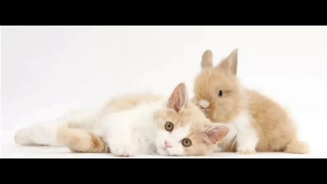 ♡зайчик+котик🐱+🐰☆ смотреть онлайн