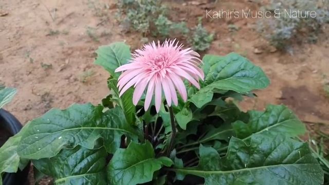 Relax Music - Gerbera - Transvaal Daisy смотреть онлайн