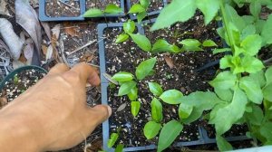 Annonaceae tree tour in my fruit forest | Annona Fruit Forest April 2021